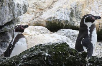Turism Package - 3 days 2 Nights - Pingüino de Humboldt